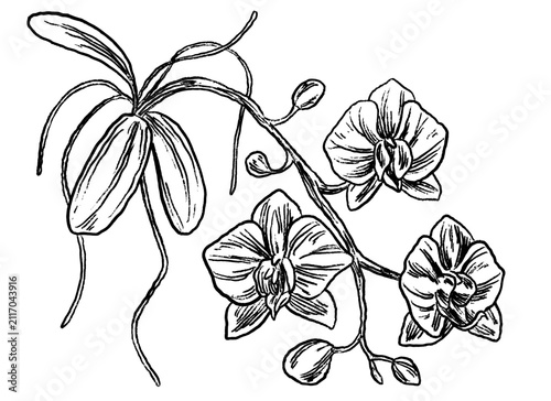 orchid botanical plant sketch illustration