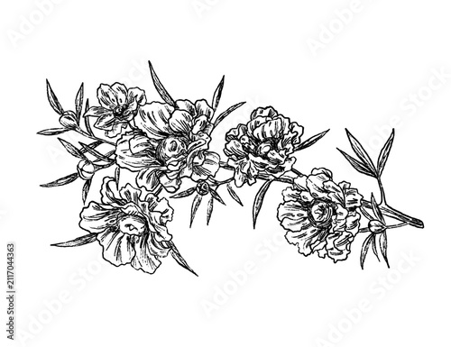 Manuka kanuka flower set botanical sketch illustration	