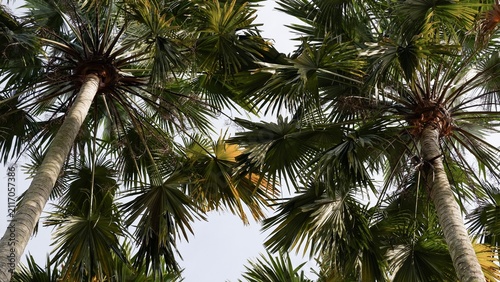 Dense tropical palm tree canopy spreading across the frame in bright daylight view.