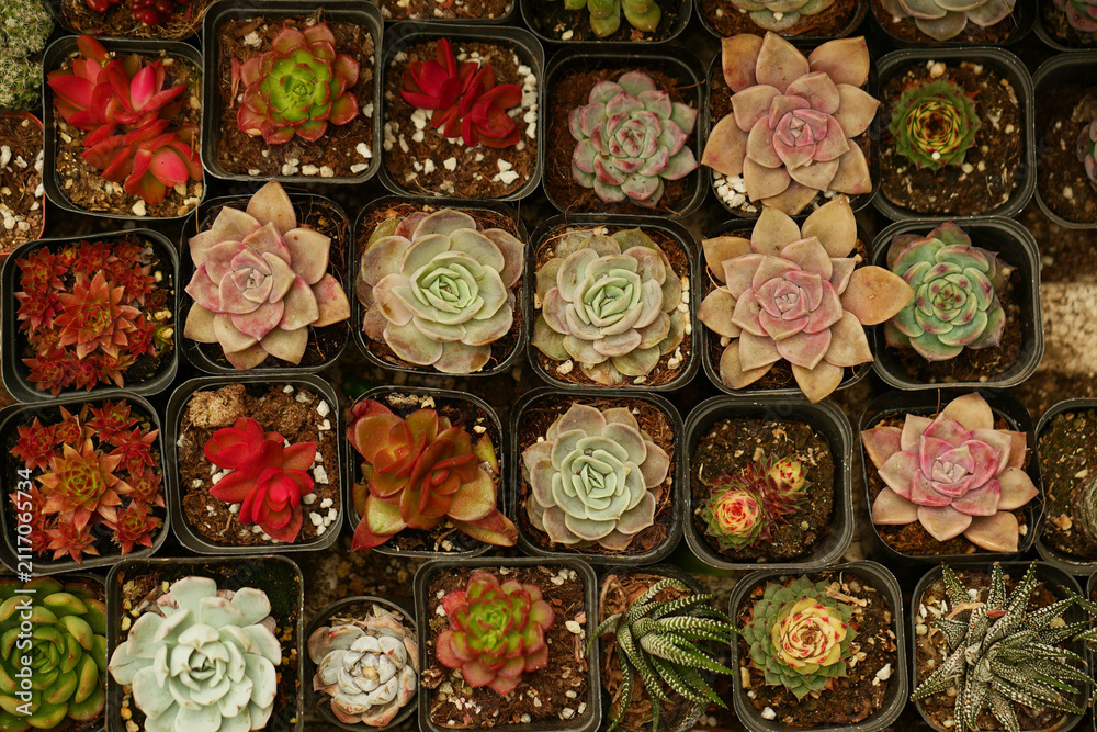 Fototapeta premium A wide variety of succulents 
