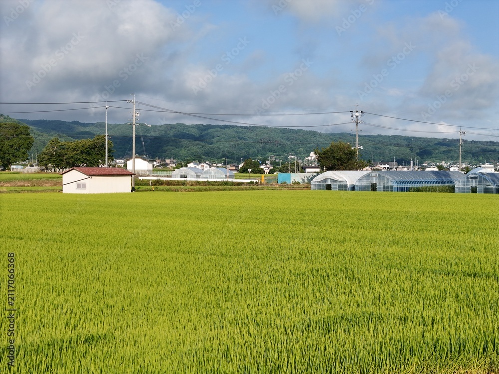 Fototapeta premium Vibrant green rice fields stretch beneath a partly cloudy sky