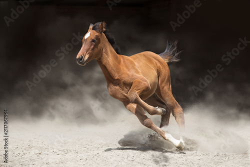 Horse run in dust