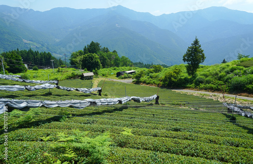 静岡県_静岡市葵区日向_茶畑