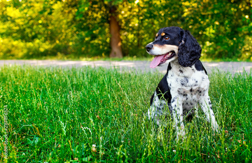 English Cocker Spaniel dog sitting in the park. The dog is four years old. The dog turned its head to the side. Training. The photo is horizontal and blurred.