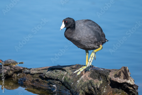Bild auf Leinwand American coot standing on a log by the water in natural habitat