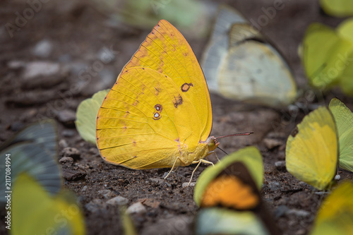 Foto Large female Lemon Emigrant butterfly with dark spotted on vibrant yellow wings