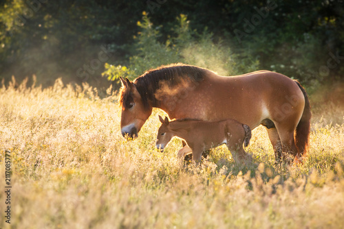 Canvastavla Bay belgian draft mare and foal