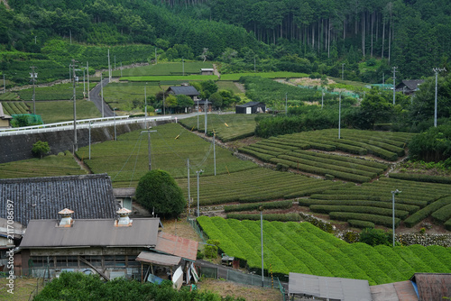 静岡県_静岡市葵区柿島_茶畑