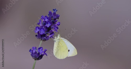 small white on lavender
