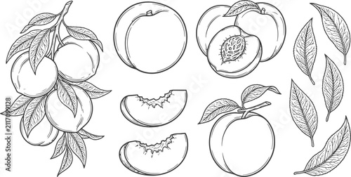 Obraz na płótnie Hand drawn peach fruit collection vector illustration set featuring whole peache