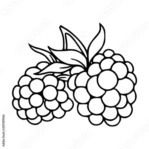 fresh blackberries with leaves line art illustration