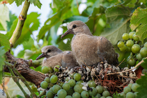 Streptopelia decaocto. Young Eurasian Collared Doves in the nest, fully feathered.