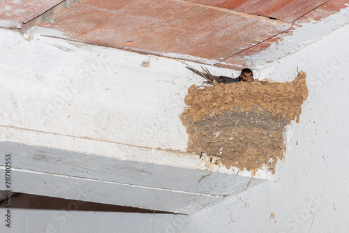 Barn Swallow repairing its nest with mud and dry vegetation. Hirundo rustica.