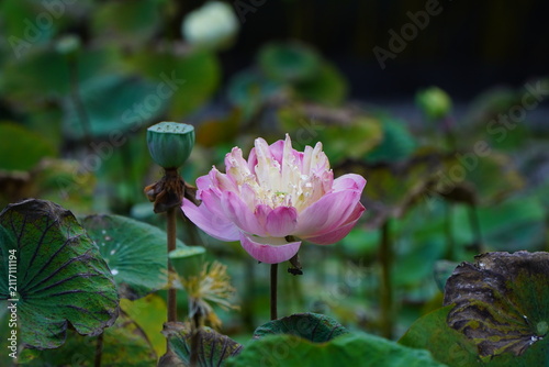 Bild auf Leinwand pink lotus flower