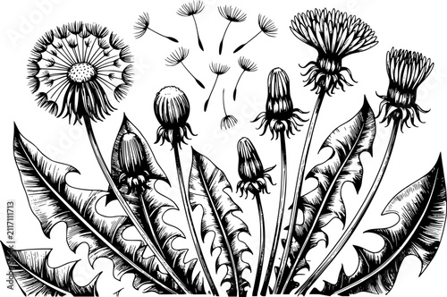 Bild auf Leinwand 白い背景に描かれた、タンポポの花、蕾、飛んでいる種子の白黒手書きイラスト