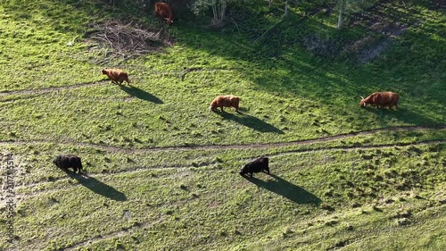Scattered cows grazing on bright grassland