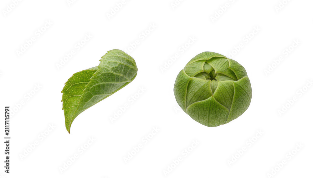 Fototapeta premium Fresh Green Hydrangea Flower Bud and Single Leaf