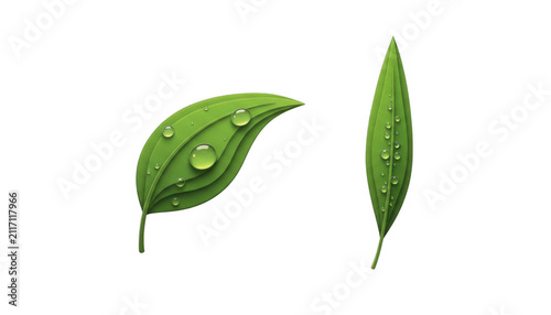 Fresh Green Leaves with Clear Water Dew Drops