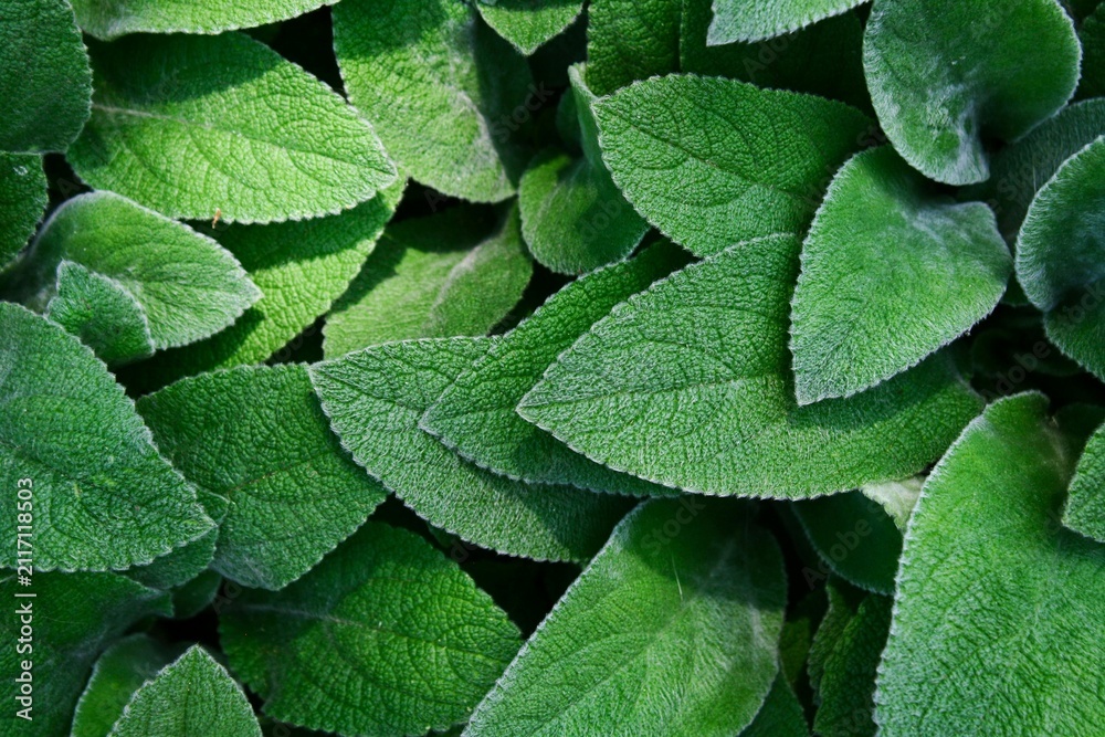 Fototapeta premium green leaves background