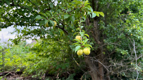 Obraz na plátne Branch of yellow mirabelle plums hanging from a green leafy tree in a natural ou
