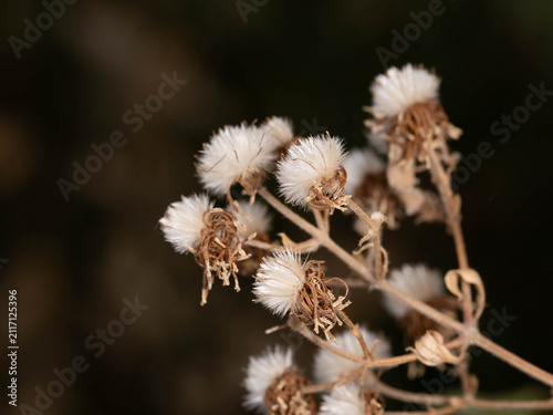 Bild auf Leinwand Botanical Diversity - Asteraceae sp