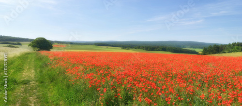 Mohnfeld in der Eifel