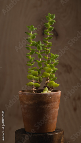A minimalist succulent in a weathered terracotta pot, softly lit against a warm wooden background. Natural light, earthy tones, and a calm atmosphere create a cozy botanical portrait.