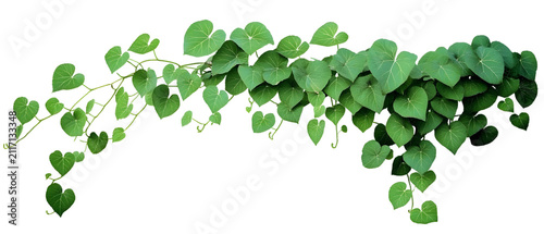 Lush green climbing vine with heart shaped leaves isolated on transparent background png.