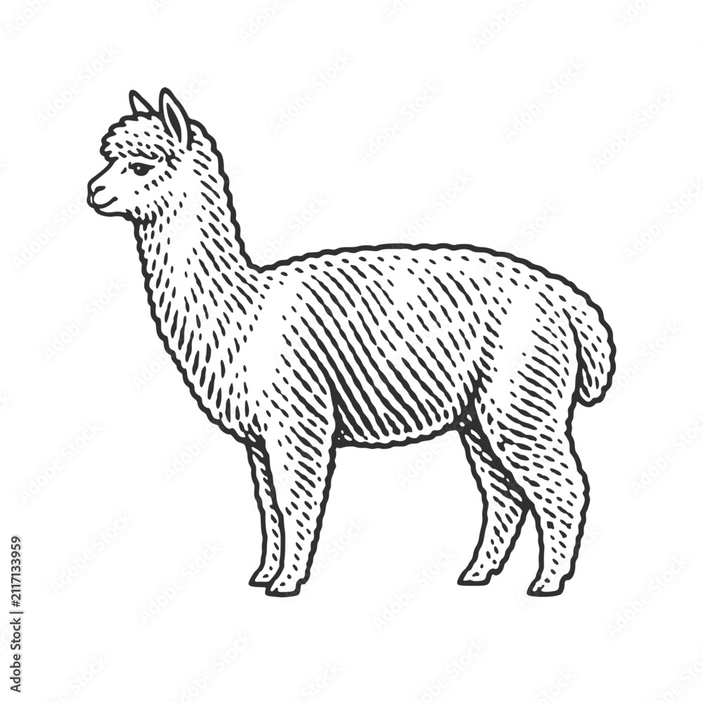 Fototapeta premium Alpaca with detailed linework and shading. Vintage woodcut engraving linocut vector illustration.