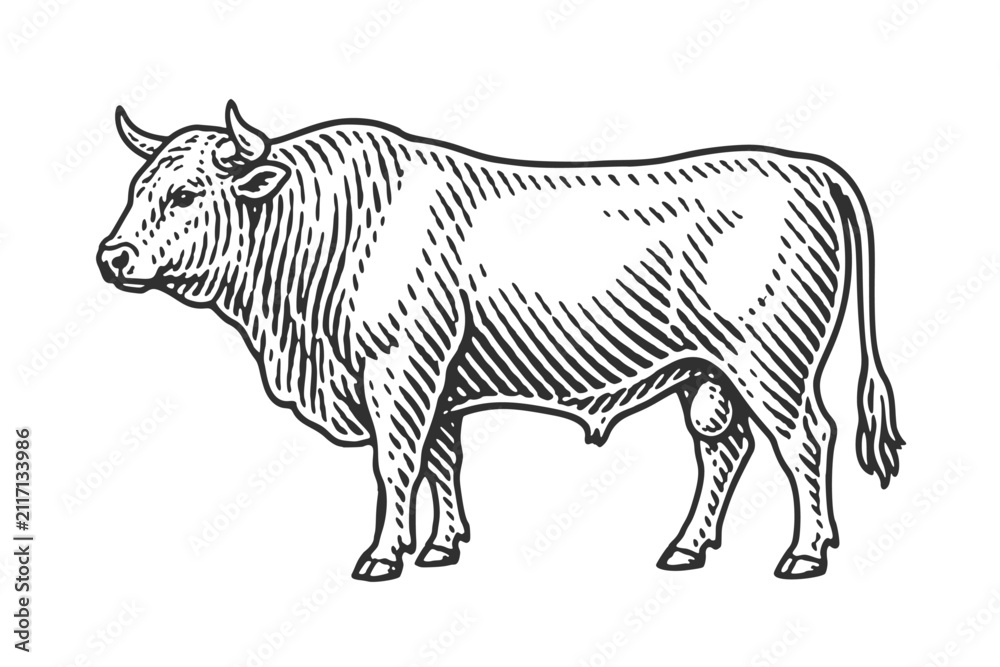 Obraz premium Bull. Vintage woodcut engraving linocut vector illustration.