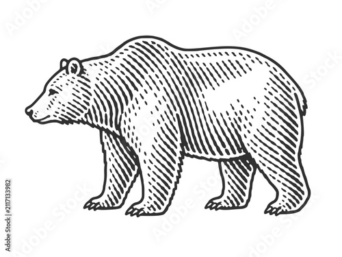 Grizzly bear. Vintage woodcut engraving linocut vector illustration.