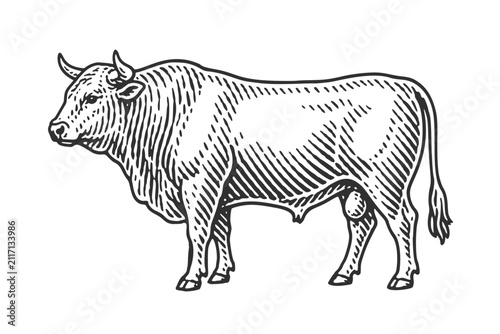Canvas Print Bull. Vintage woodcut engraving linocut vector illustration.