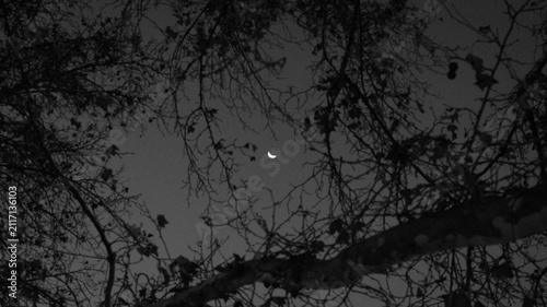 Fotografía silhouette of tree