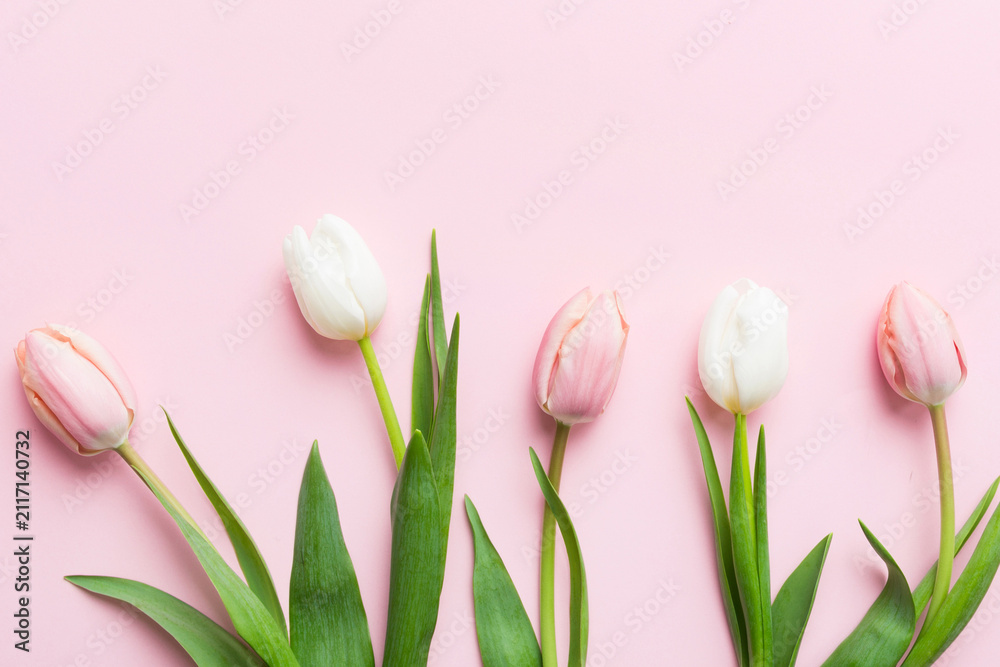 Fototapeta premium Pink and white tulips on a colored holiday frame Background. Floral spring background for March 8, birthday, mother's day. copy space top view flat lay