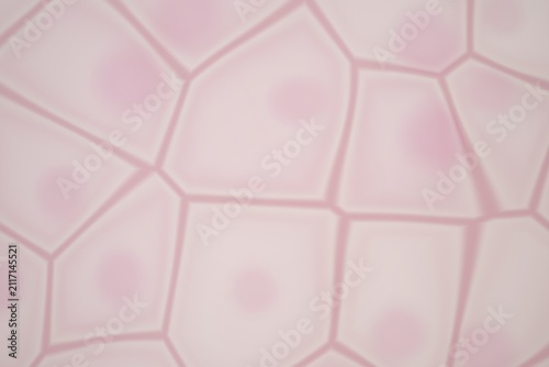 Fotografía Microscopic view of pink cells with nuclei