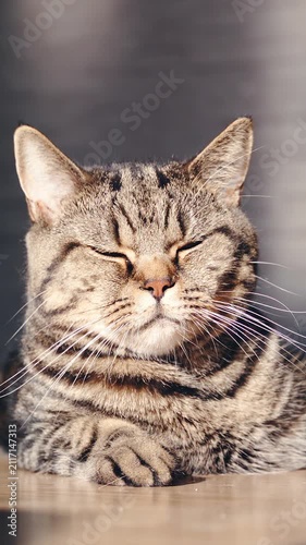 British domestic cat looks at camera with sleepy eyes