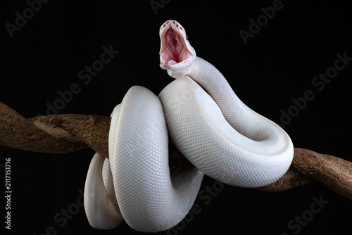 an albino python coiled around a tree branch