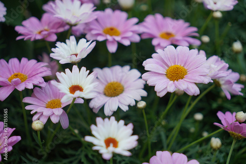 Close-up of pink and white marguerite daisy flowers (Argyranthemum frutescens) in full bloom with vibrant yellow centers in a garden field.
