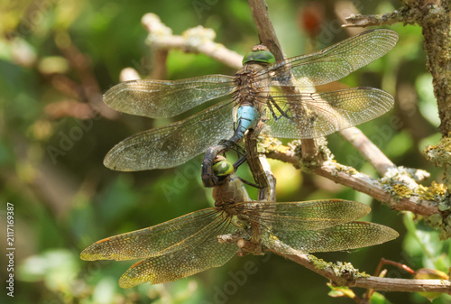 A mating pair of rare Lesser Emperor Dragonfly, Anax parthenope, perching high up on a tree.