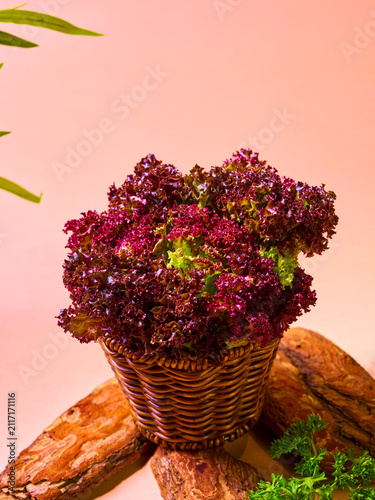 Fotografie Classic Rosa variety loose-leaf purple lettuce