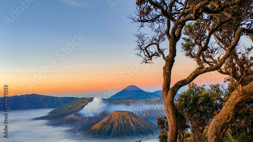Obraz na płótnie Golden sunrise illuminating Mount Bromo, Mount Batok, and Mount Semeru, beautifully framed by an ancient tree above a sea of clouds in Bromo Tengger Semeru National Park, Indonesia