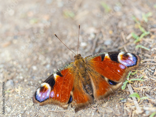 Canvas Print Peacock butterfly on the ground among the grass