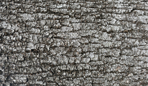 Old bark tree texture. Natural wood surface pattern, old tree skin