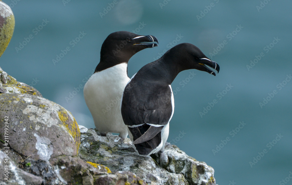 Fototapeta premium Pingouin torda,