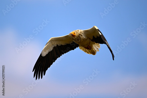 Fotografie Egyptian vulture // Schmutzgeier (Neophron percnopterus) - Monfragüe National pa