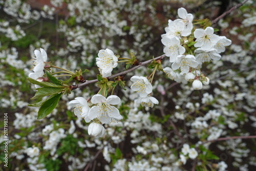 White flowers of sweet cherry tree in April