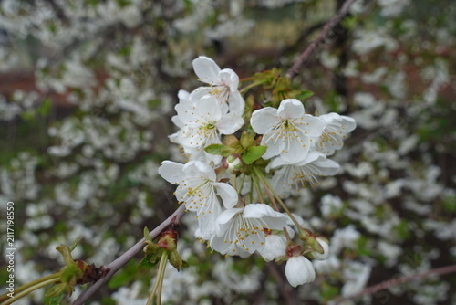 Fotografie White flowers of sweet cherry tree in April