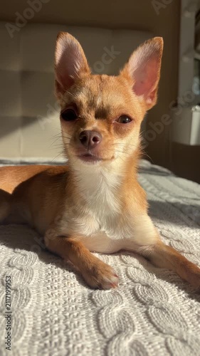 The dog responds to its name and to commands. A Chihuahua is lying on the living room sofa, asleep, and opens its eyes at the sound of its owner's voice. Vertical video 