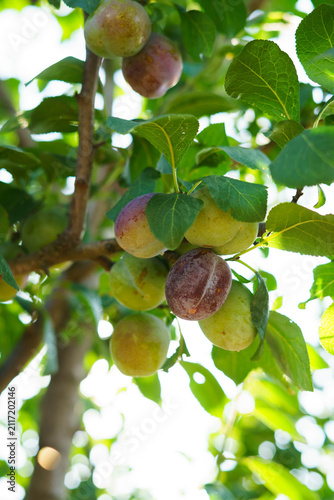 Принти на полотні Ripe green and purple plums growing on a plum tree under a clear blue summer sky in a home orchard
