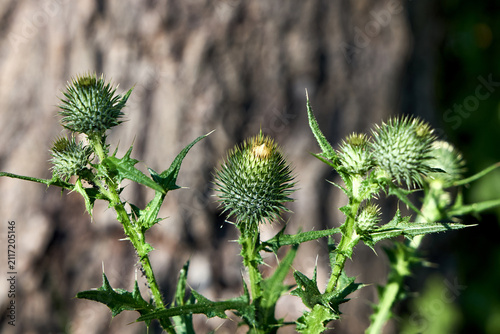 Фотография Spiny spear thistle green buds with sharp prickles on textured tree bark background, demonstrating wild armor, noxious agricultural weed biology, asteraceae family botany details